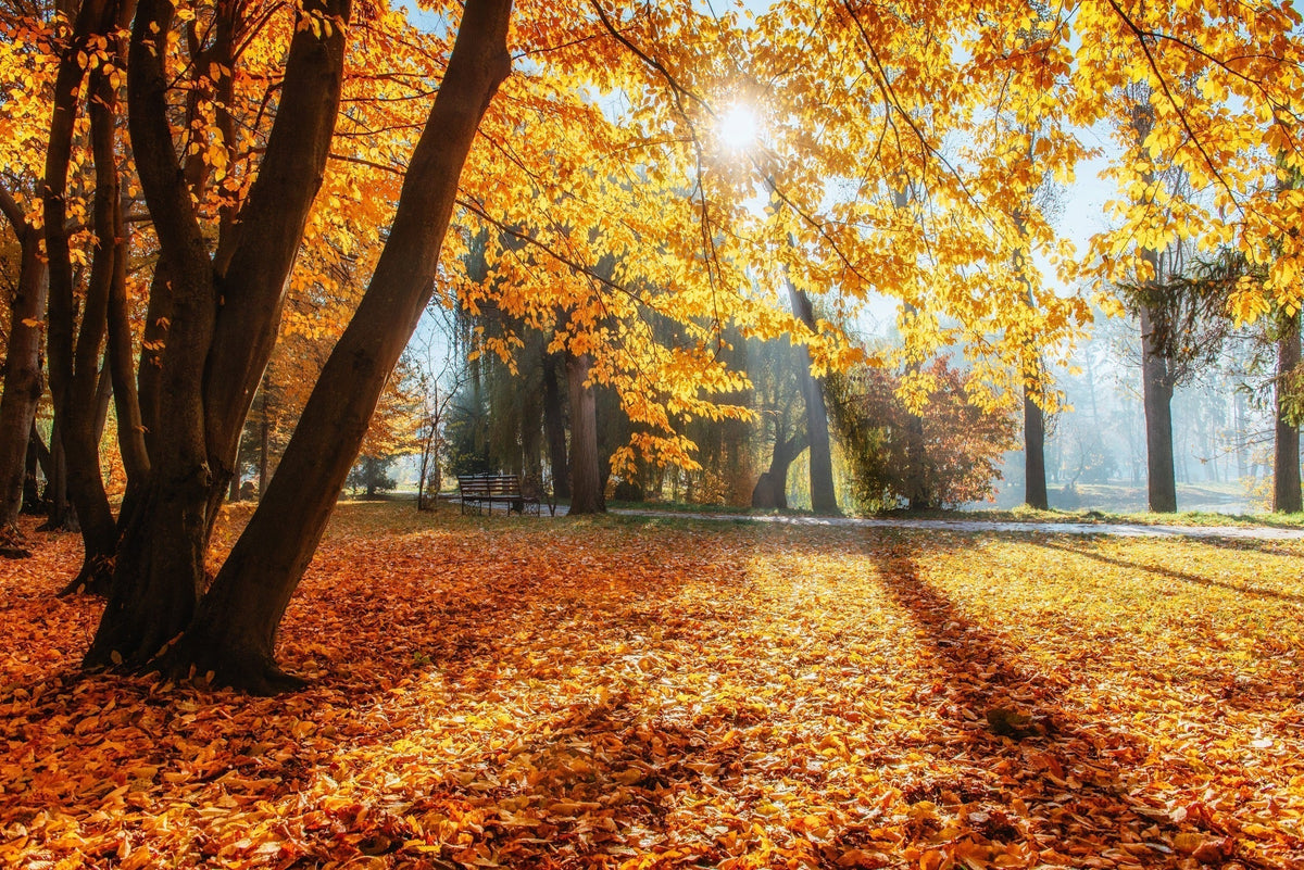 Symbolbild für den Blogartikel: Neurodermitis im Herbst: So verändert sich die Haut in der kühleren Jahreszeit